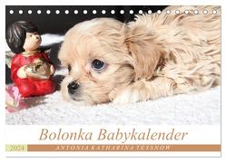 Bolonka Babykalender 2024 (Tischkalender 2024 DIN A5 quer), CALVENDO Monatskalender von Katharina Tessnow,  Antonia