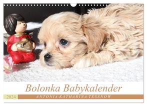 Bolonka Babykalender 2024 (Wandkalender 2024 DIN A3 quer), CALVENDO Monatskalender von Katharina Tessnow,  Antonia