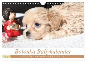 Bolonka Babykalender 2024 (Wandkalender 2024 DIN A4 quer), CALVENDO Monatskalender von Katharina Tessnow,  Antonia