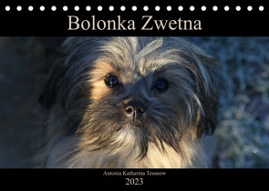 Bolonka Zwetna 2023 (Tischkalender 2023 DIN A5 quer) von Katharina Tessnow,  Antonia