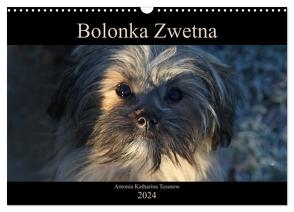 Bolonka Zwetna 2024 (Wandkalender 2024 DIN A3 quer), CALVENDO Monatskalender von Katharina Tessnow,  Antonia