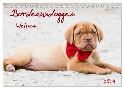 Bordeauxdoggen Welpen (Tischkalender 2024 DIN A5 quer), CALVENDO Monatskalender von Kassat Fotografie,  Nicola