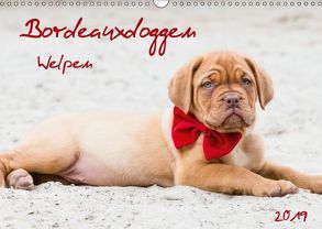 Bordeauxdoggen Welpen (Wandkalender 2019 DIN A3 quer) von Kassat Fotografie,  Nicola