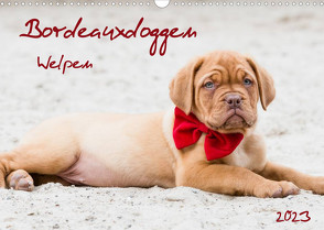 Bordeauxdoggen Welpen (Wandkalender 2023 DIN A3 quer) von Kassat Fotografie,  Nicola
