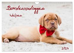 Bordeauxdoggen Welpen (Wandkalender 2024 DIN A4 quer), CALVENDO Monatskalender von Kassat Fotografie,  Nicola