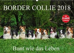 Border Collie 2018 (Wandkalender 2018 DIN A2 quer) von Starick,  Sigrid