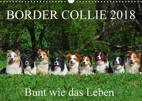 Border Collie 2018 (Wandkalender 2018 DIN A3 quer) von Starick,  Sigrid