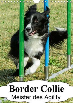 Border Collie Meister des Agility (Wandkalender 2019 DIN A4 hoch) von homwico