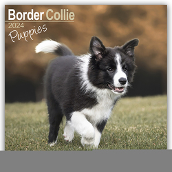 Border Collie Puppies – Border Collie Welpen 2024 – 16-Monatskalender