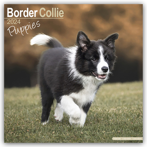 Border Collie Puppies – Border Collie Welpen 2024 – 16-Monatskalender