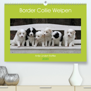 Border Collie Welpen (Premium, hochwertiger DIN A2 Wandkalender 2020, Kunstdruck in Hochglanz) von Lindert-Rottke,  Antje