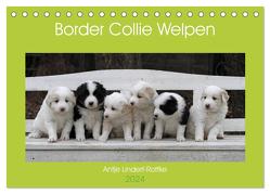 Border Collie Welpen (Tischkalender 2024 DIN A5 quer), CALVENDO Monatskalender von Lindert-Rottke,  Antje