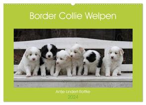 Border Collie Welpen (Wandkalender 2024 DIN A2 quer), CALVENDO Monatskalender von Lindert-Rottke,  Antje