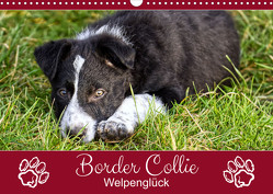 Border Collie – Welpenglück (Wandkalender 2023 DIN A3 quer) von Löwer,  Sabine