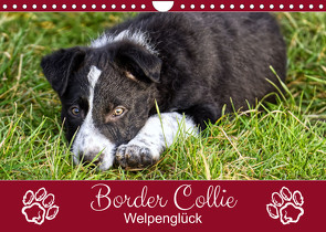 Border Collie – Welpenglück (Wandkalender 2023 DIN A4 quer) von Löwer,  Sabine