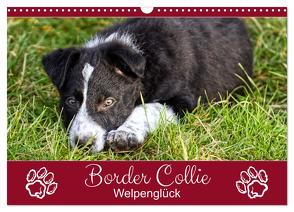 Border Collie – Welpenglück (Wandkalender 2024 DIN A3 quer), CALVENDO Monatskalender von Löwer,  Sabine