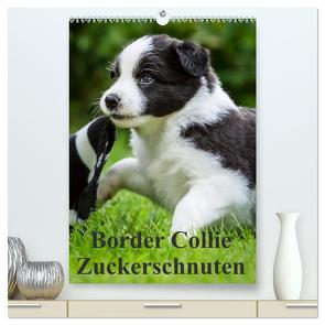 Border Collie Zuckerschnuten (hochwertiger Premium Wandkalender 2024 DIN A2 hoch), Kunstdruck in Hochglanz von Mayer,  Andrea