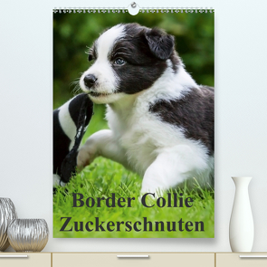 Border Collie Zuckerschnuten (Premium, hochwertiger DIN A2 Wandkalender 2020, Kunstdruck in Hochglanz) von Mayer,  Andrea