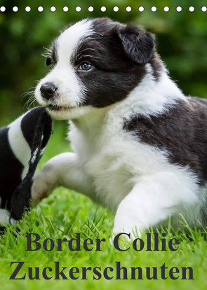 Border Collie Zuckerschnuten (Tischkalender 2023 DIN A5 hoch) von Mayer,  Andrea