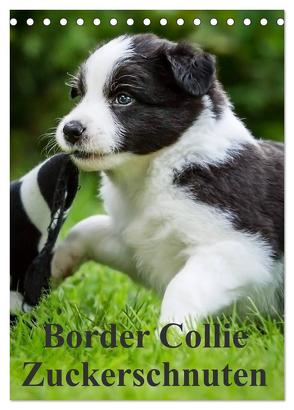 Border Collie Zuckerschnuten (Tischkalender 2024 DIN A5 hoch), CALVENDO Monatskalender von Mayer,  Andrea