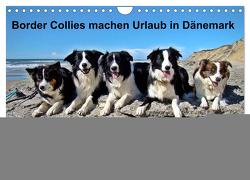 Border Collies machen Urlaub in Dänemark (Wandkalender 2024 DIN A4 quer), CALVENDO Monatskalender von Busch,  Eva