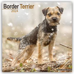 Border Terrier 2024 – 16-Monatskalender