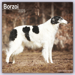 Borzoi – Russischer Wolfshund 2023
