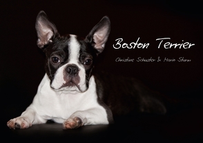 Boston Terrier (Posterbuch DIN A2 quer) von Schuster & Mario Sturm,  Christine