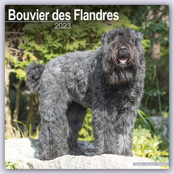 Bouvier des Flandres – Flandrischer Treibhund 2023 – 16-Monatskalender