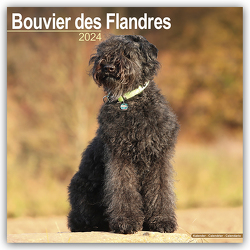 Bouvier des Flandres – Flandrischer Treibhund 2024 – 16-Monatskalender