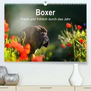 Boxer Frech und fröhlich durch das Jahr (Premium, hochwertiger DIN A2 Wandkalender 2023, Kunstdruck in Hochglanz) von Janetzek,  Yvonne
