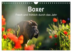 Boxer Frech und fröhlich durch das Jahr (Wandkalender 2024 DIN A4 quer), CALVENDO Monatskalender von Janetzek,  Yvonne
