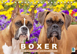 Boxer: Kulleraugen und Knubbelnase (Tischkalender 2023 DIN A5 quer) von CALVENDO