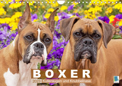 Boxer: Kulleraugen und Knubbelnase (Wandkalender 2023 DIN A4 quer) von CALVENDO
