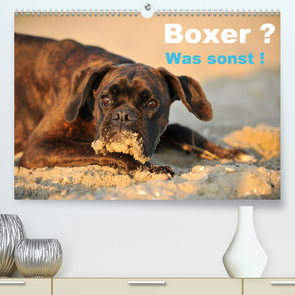 Boxer ? Was sonst ! (Premium, hochwertiger DIN A2 Wandkalender 2021, Kunstdruck in Hochglanz) von Janetzek,  Yvonne