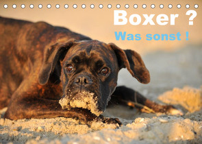 Boxer ? Was sonst ! (Tischkalender 2022 DIN A5 quer) von Janetzek,  Yvonne