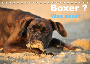 Boxer ? Was sonst ! (Tischkalender 2023 DIN A5 quer) von Janetzek,  Yvonne