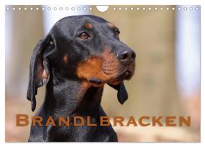 Brandlbracken (Wandkalender 2024 DIN A4 quer), CALVENDO Monatskalender von Berg,  Martina