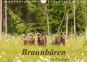 Braunbären in Europa (Wandkalender 2023 DIN A4 quer) von Dorn,  Christian