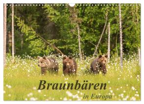 Braunbären in Europa (Wandkalender 2024 DIN A3 quer), CALVENDO Monatskalender von Dorn,  Christian