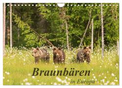 Braunbären in Europa (Wandkalender 2024 DIN A4 quer), CALVENDO Monatskalender von Dorn,  Christian
