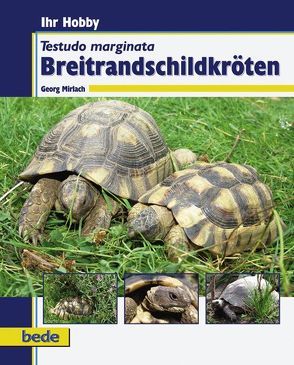 Breitrandschildkröten von Mirlach,  Georg