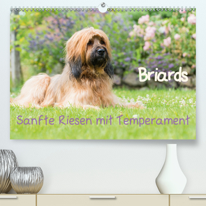 Briards – sanfte Riesen mit Temperament (Premium, hochwertiger DIN A2 Wandkalender 2021, Kunstdruck in Hochglanz) von Teßen,  Sonja