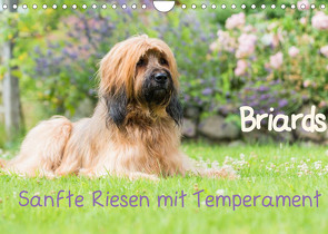 Briards – sanfte Riesen mit Temperament (Wandkalender 2022 DIN A4 quer) von Teßen,  Sonja