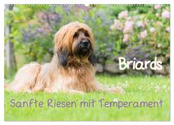 Briards – sanfte Riesen mit Temperament (Wandkalender 2024 DIN A2 quer), CALVENDO Monatskalender von Teßen,  Sonja