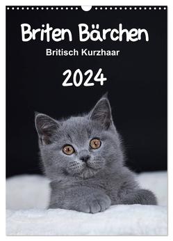 Briten Bärchen – Britisch Kurzhaar 2024 (Wandkalender 2024 DIN A3 hoch), CALVENDO Monatskalender von Bollich,  Heidi