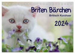 Briten Bärchen – Britsch Kurzhaar 2024 (Tischkalender 2024 DIN A5 quer), CALVENDO Monatskalender von Bollich,  Heidi