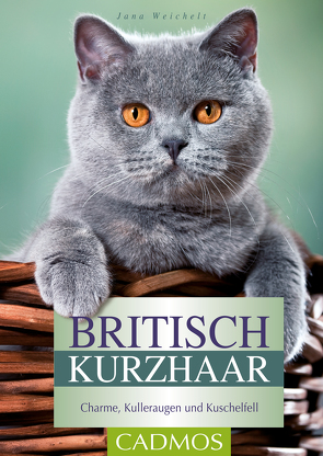 Britisch Kurzhaar von Weichelt,  Jana