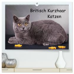 Britisch Kurzhaar Katzen (hochwertiger Premium Wandkalender 2024 DIN A2 quer), Kunstdruck in Hochglanz von Wejat-Zaretzke,  Gabriela