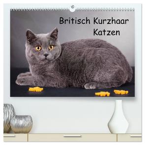 Britisch Kurzhaar Katzen (hochwertiger Premium Wandkalender 2024 DIN A2 quer), Kunstdruck in Hochglanz von Wejat-Zaretzke,  Gabriela